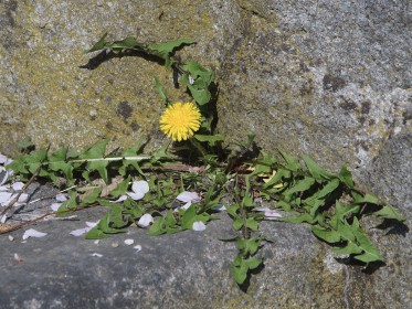  Blüten & Blumen 