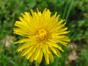 Löwenzahnblüte 1 Löwenzahnblüte 1