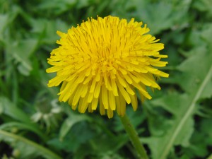 Löwenzahnblüte 2 Löwenzahnblüte 2