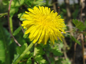 Löwenzahnblüte 3 Löwenzahnblüte 3