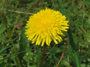 Löwenzahnblüte 4 Löwenzahnblüte 4