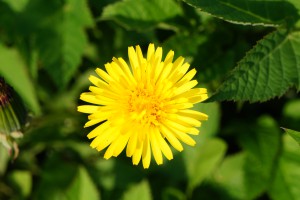 Löwenzahnblüte 5 Löwenzahnblüte 5