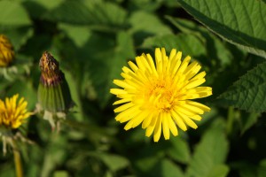 Löwenzahnblüte 6 Löwenzahnblüte 6