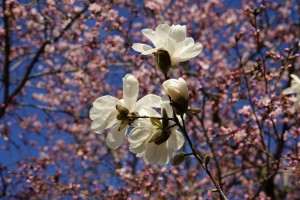Blütenpower im Frühling Blütenpower im Frühling