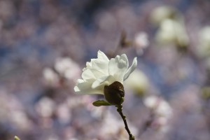 Frrülingschönheit-Magnolie Frrülingschönheit-Magnolie