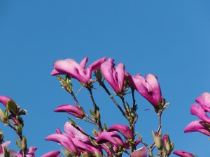 Magnolien vor blauen Himmel Magnolien vor blauen Himmel