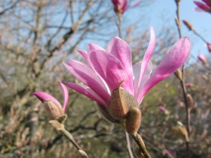 Magnolienblüte Magnolienblüte