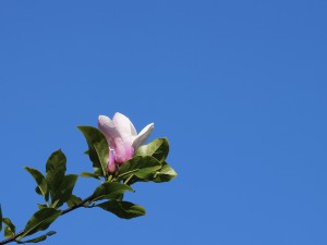 Magnolienblüte im Mai Magnolienblüte im Mai