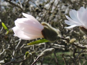 Weiße Magnolie am Aufblühen Weiße Magnolie am Aufblühen
