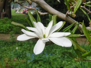 Magnolienblüte im Park Magnolienblüte im Park