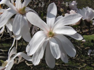Magnolienblüte in weiß Magnolienblüte in weiß