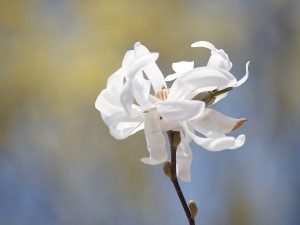 Magnolienblüte in weiß Magnolienblüte in weiß
