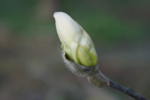 Magnolienknospe 1 Magnolienknospe 1