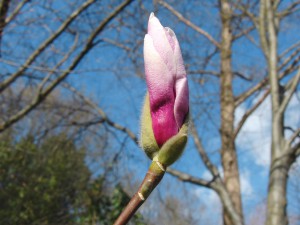 Magnolienknospe 2 Magnolienknospe 2