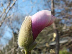 Magnolienknospe 3 Magnolienknospe 3