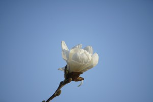 Magnolienweiß am Frühlingshimmel Magnolienweiß am Frühlingshimmel