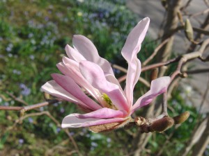 Rosa Magnolie 2 Rosa Magnolie 2