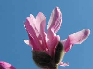 Rosa Magnolie vor blauen Himmel Rosa Magnolie vor blauen Himmel