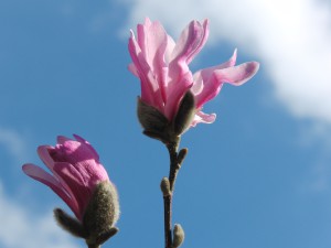 Rosa Magnolien vor blauen Himmel Rosa Magnolien vor blauen Himmel