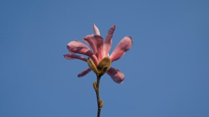 Rosa Magnolie vor blauen Himmel Rosa Magnolie vor blauen Himmel