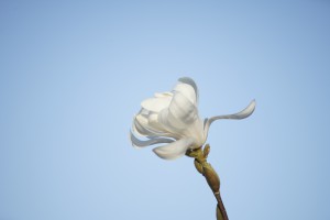 Weiße Magnolie Weiße Magnolie