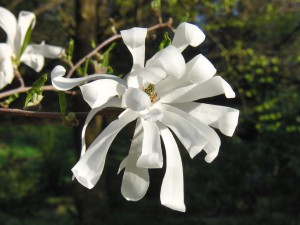 Weiße Magnolien Blüte 2 Weiße Magnolien Blüte 2