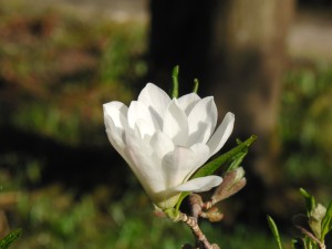 Weiße Magnolien Blüte 3 Weiße Magnolien Blüte 3
