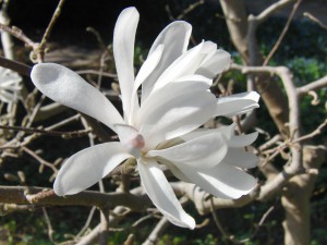 Weiße Magnolien Blüte 4 Weiße Magnolien Blüte 4