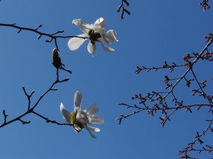 Weisse Magnolien vor blauen Himmel 1 Weisse Magnolien vor blauen Himmel 1