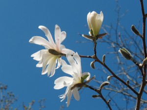 Weisse Magnolien vor blauen Himmel 2 Weisse Magnolien vor blauen Himmel 2