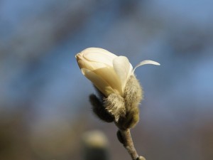 Weiße Magnolienknospe Weiße Magnolienknospe