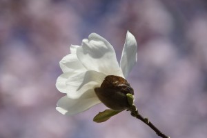 Weiße schönheit im Frühling Weiße schönheit im Frühling