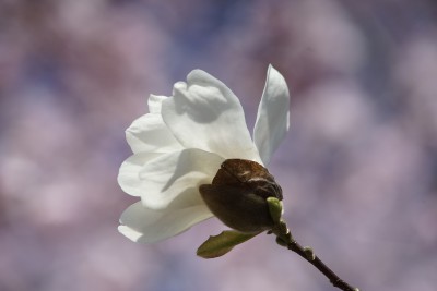  Magnolien