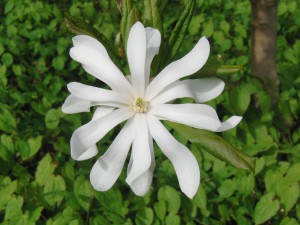 Weißes Frühlingleuten (Magnolie) Weißes Frühlingleuten (Magnolie)