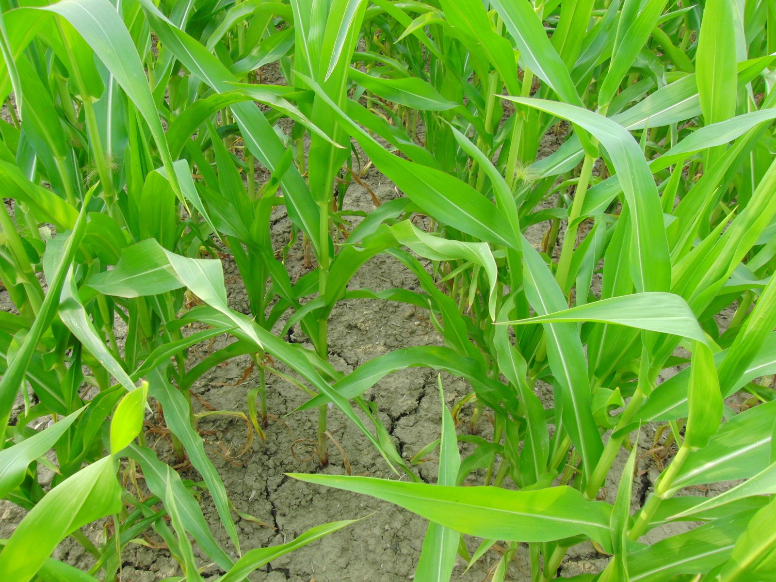 Im jungen Maisfeld 1 Im jungen Maisfeld 1