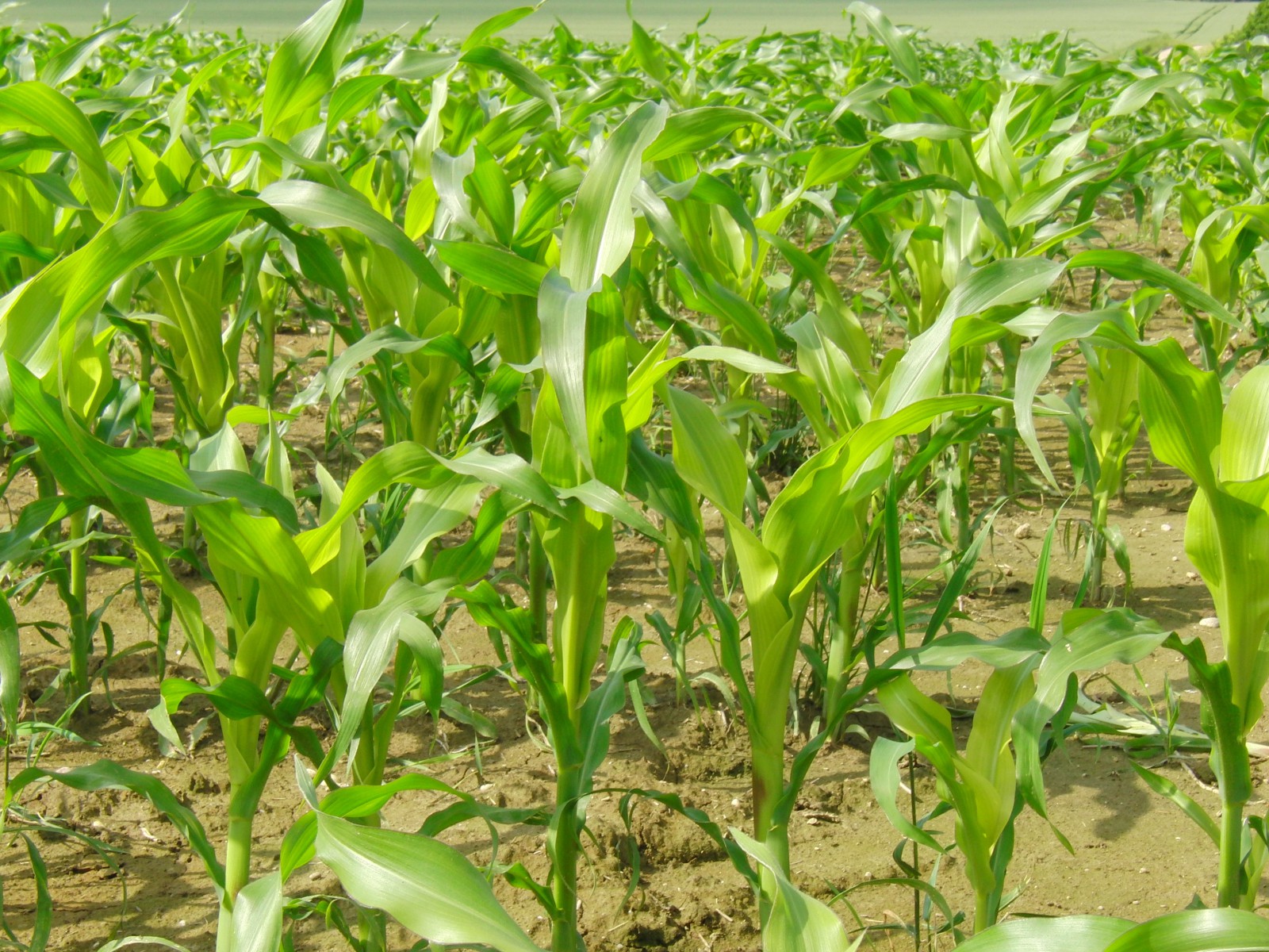 Im jungen Maisfeld 2 Im jungen Maisfeld 2