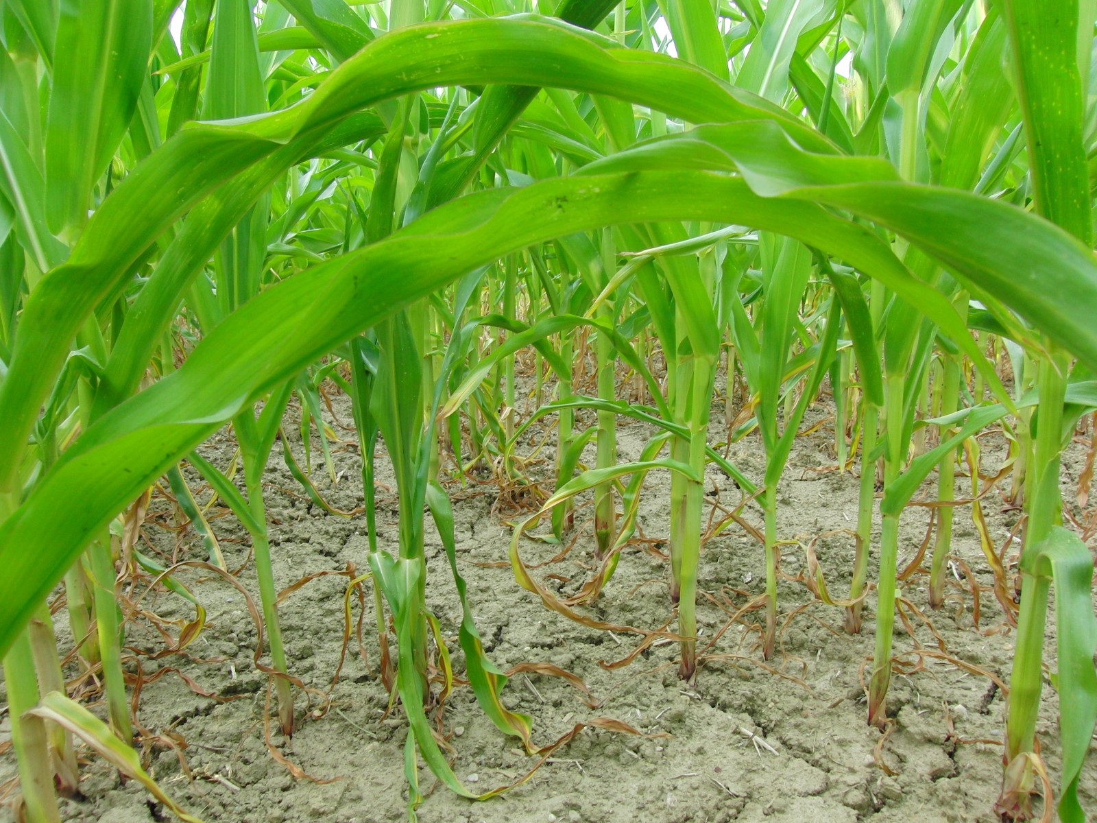 Im jungen Maisfeld 3 Im jungen Maisfeld 3