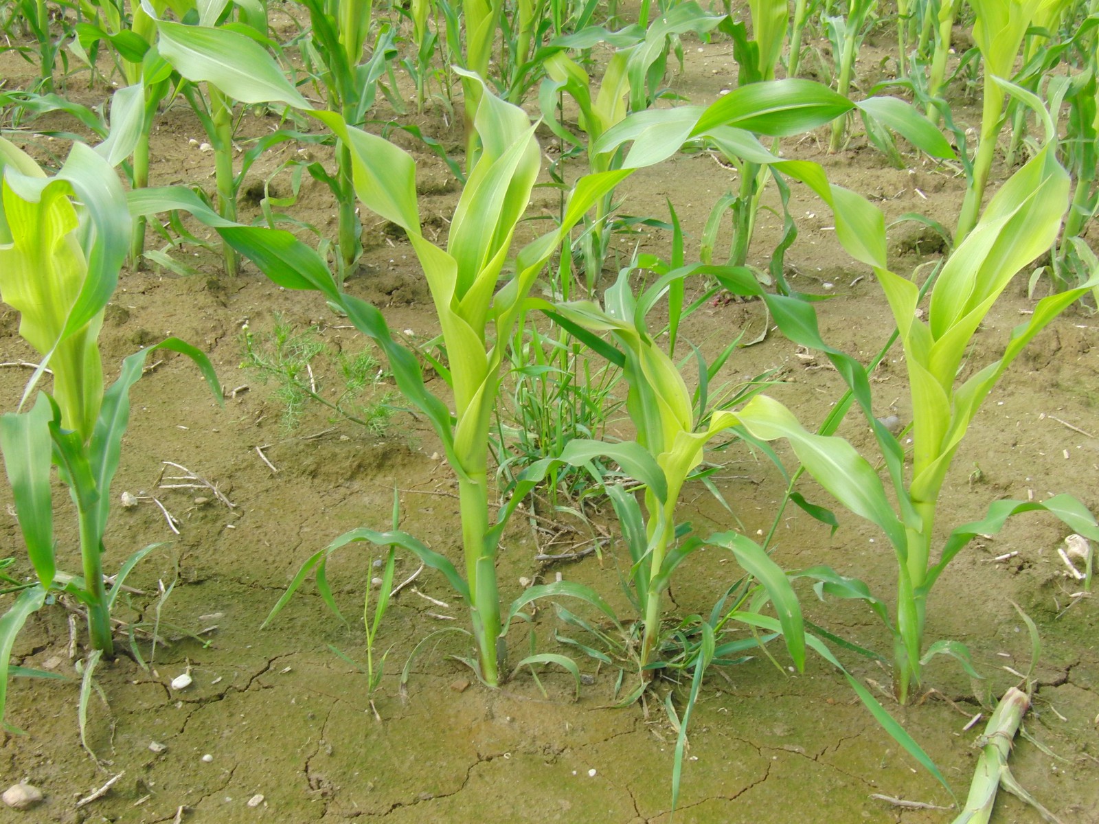 Junge Maispflanzen Junge Maispflanzen