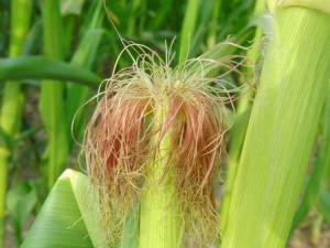 Junger Mais mit roten Haaren Junger Mais mit roten Haaren
