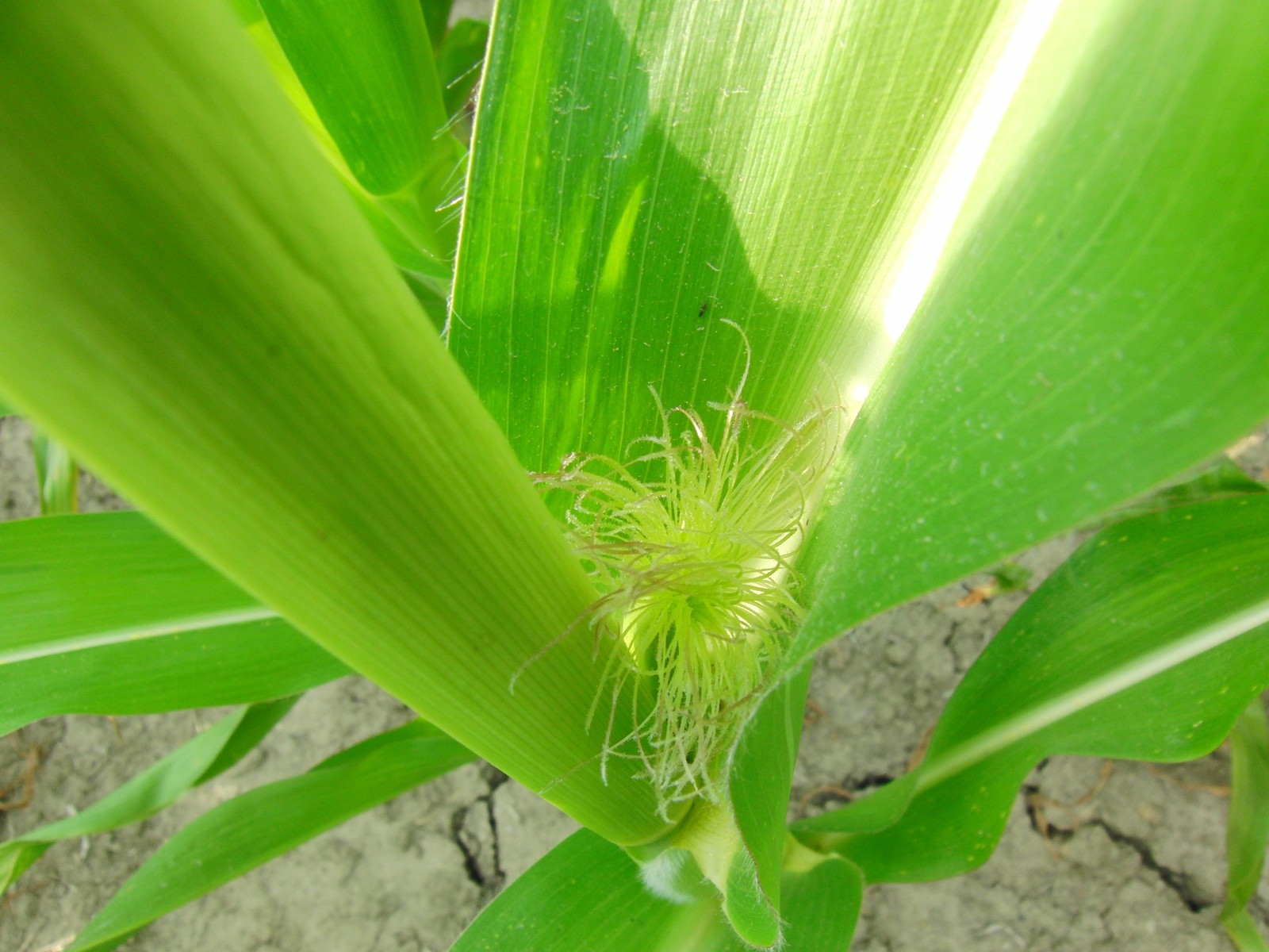 Kleiner Maiskolben zwischen den Blättern Kleiner Maiskolben zwischen den Blättern