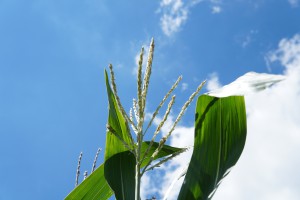 Maisblüte Maisblüte