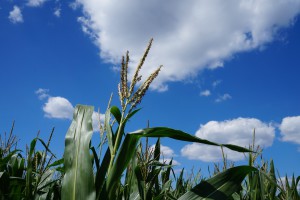 Maisblüte im Juli Maisblüte im Juli