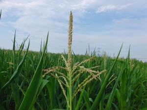 Maisblüte vor blaugrauen Himmel Maisblüte vor blaugrauen Himmel