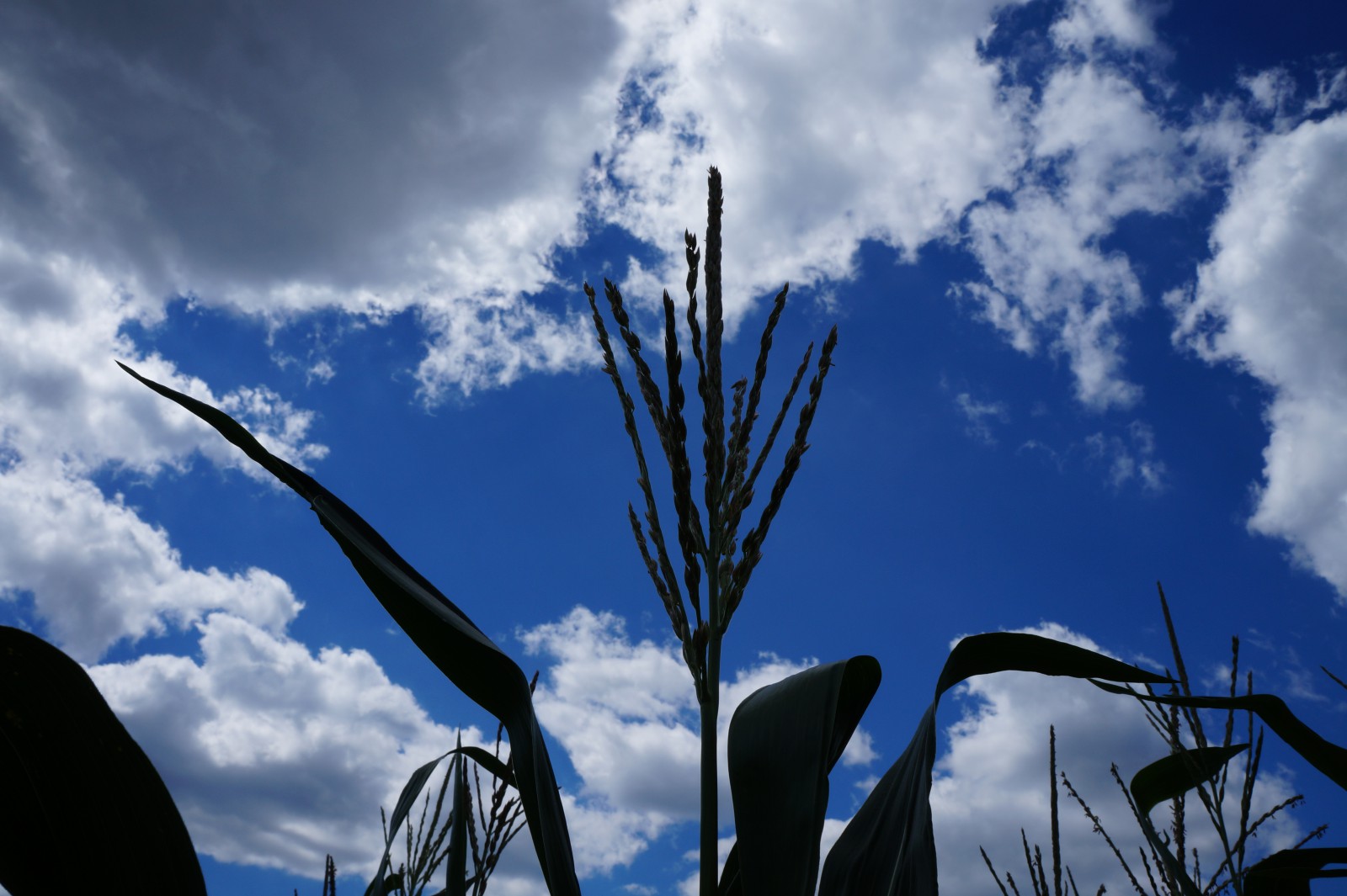 Maisblüte vor Himmel mit Regenwolke Maisblüte vor Himmel mit Regenwolke