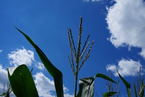 Maisblüte vor weißblauen Himmel Maisblüte vor weißblauen Himmel