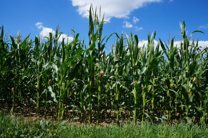 Maisfeld