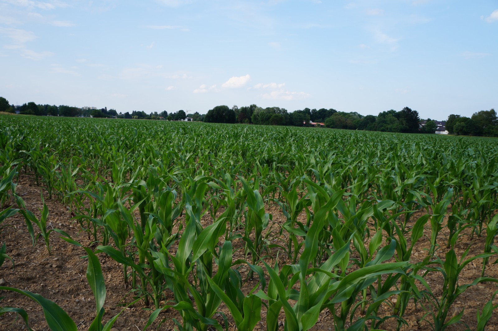 Maisfeld im Wachstum 1 Maisfeld im Wachstum 1