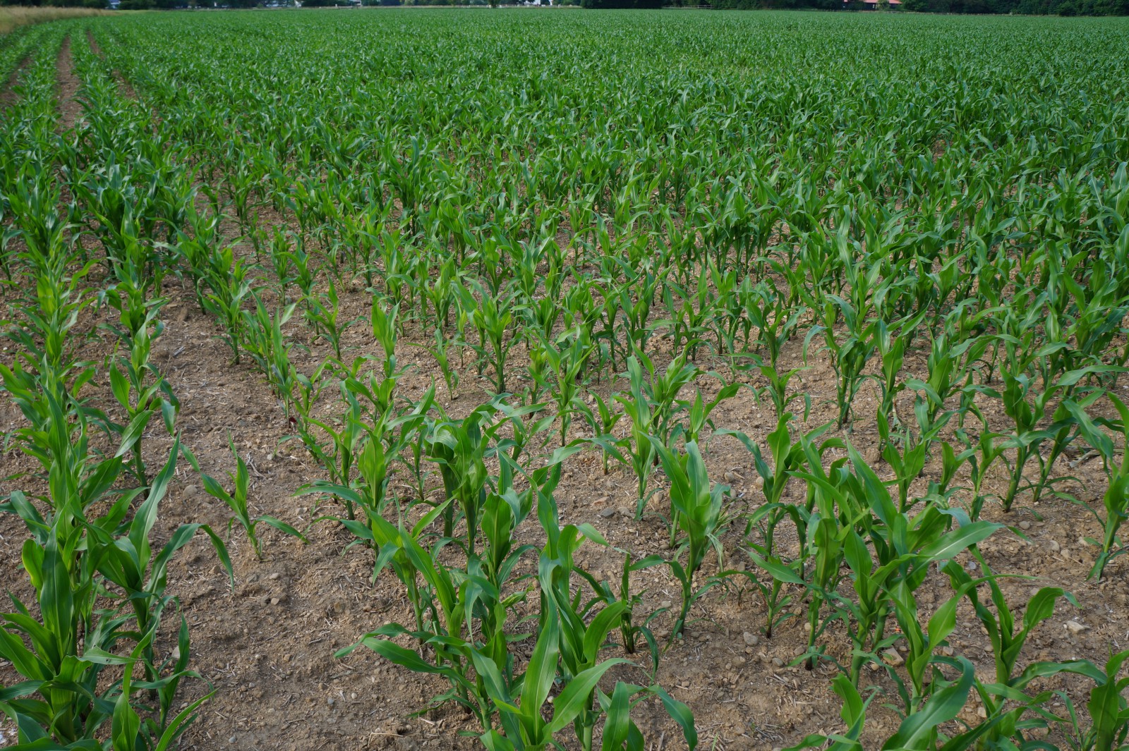 Maisfeld im Wachstum 2 Maisfeld im Wachstum 2