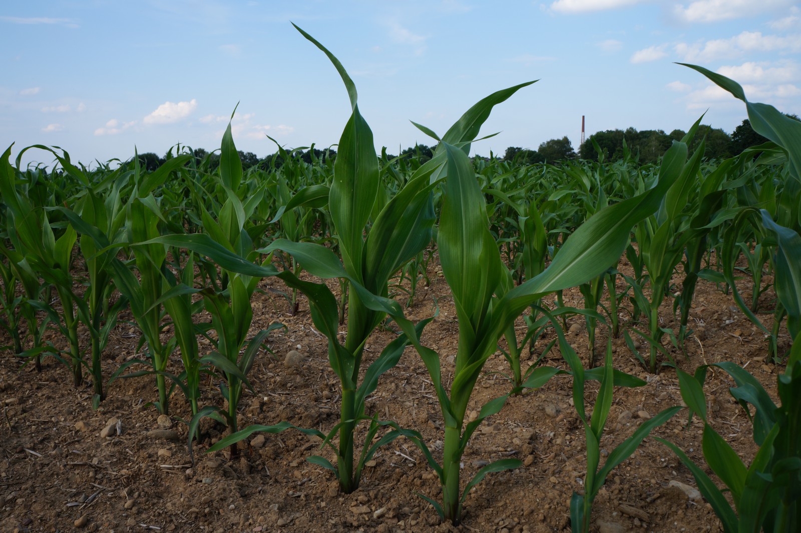 Maisfeld im Wachstum 3 Maisfeld im Wachstum 3