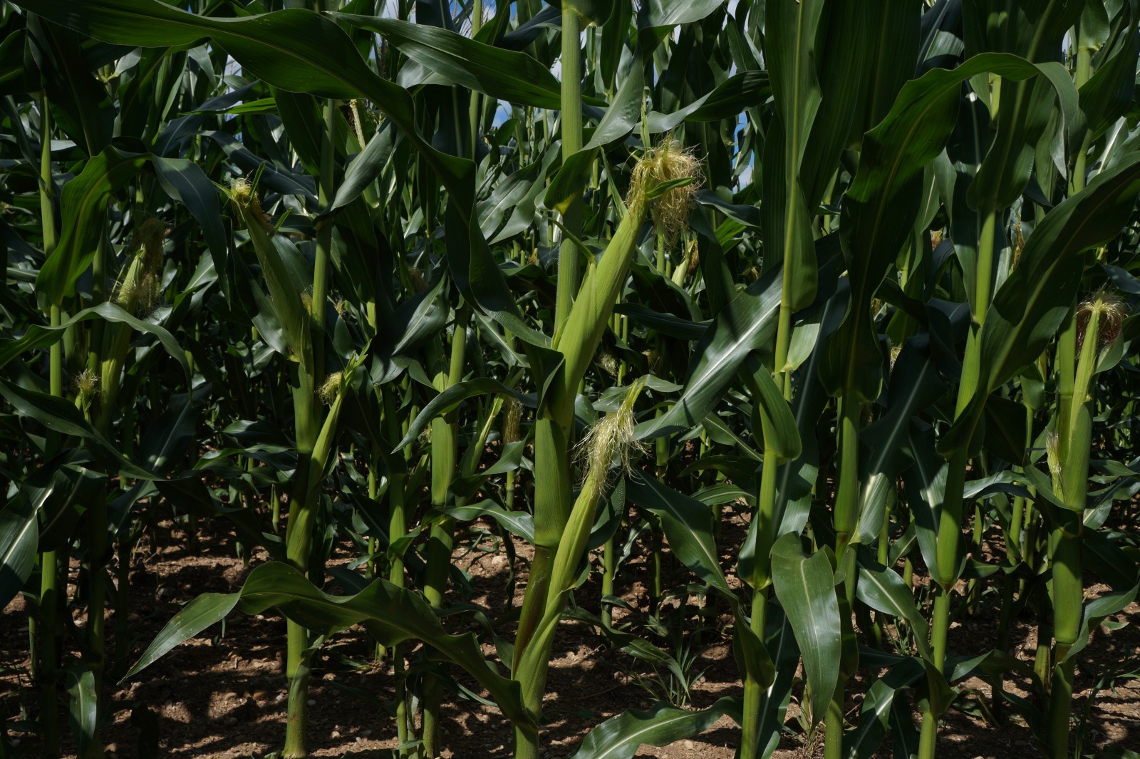Maiskolben im Feld Maiskolben im Feld